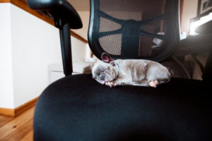 French bulldog puppy sleeping on office chair French bulldog puppy sleeping on office chair